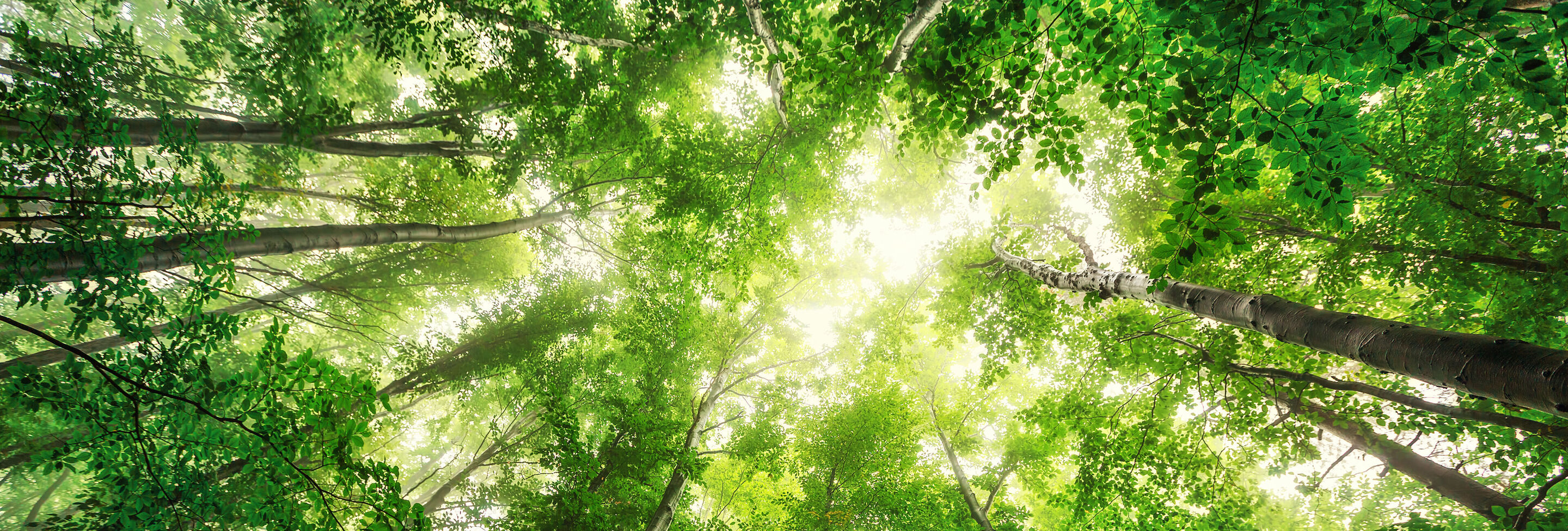 Vue sur les cimes des arbres d'une forêt verdoyante sous un ciel lumineux