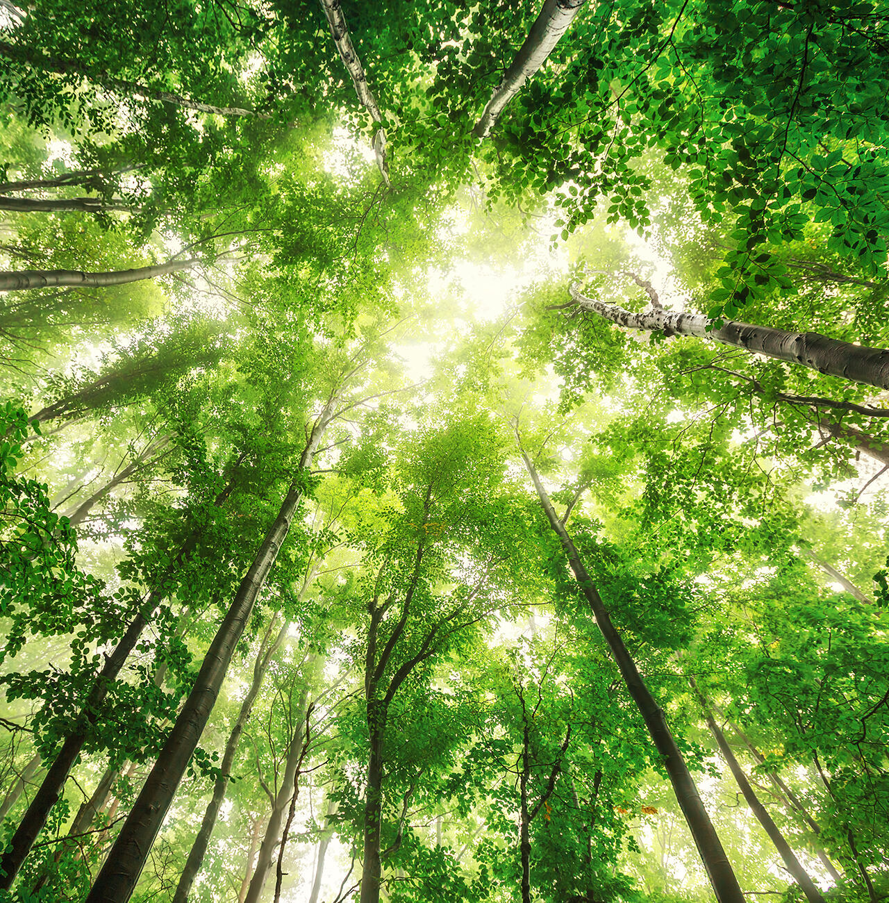 Regard vers le haut dans une forêt verte avec des arbres élevés et de la lumière du soleil filtrant à travers les feuilles