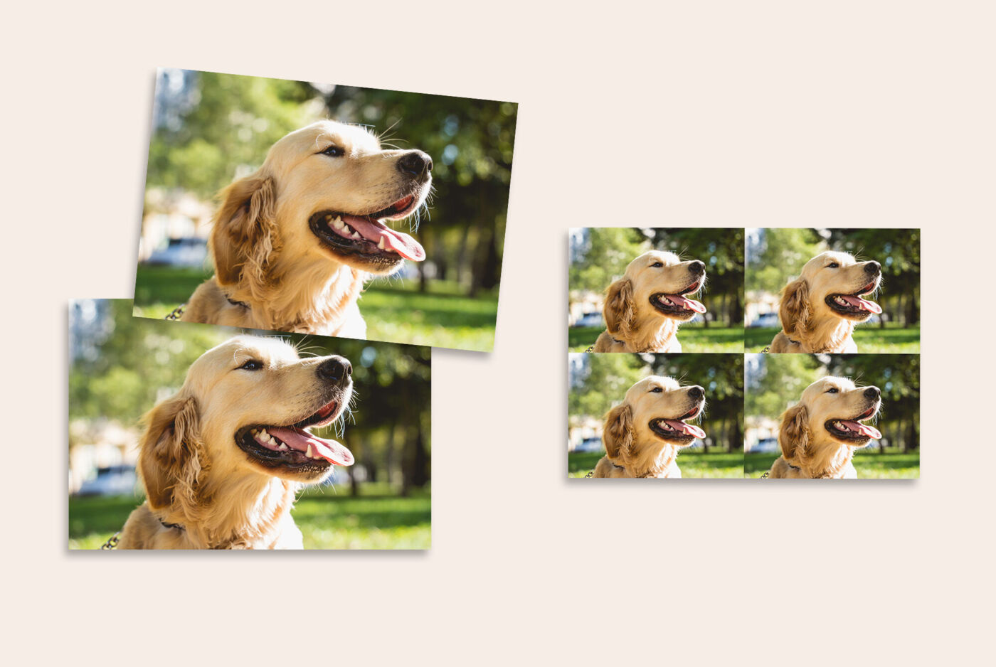 Lot de tirages photo classiques présentant des souvenirs en extérieur avec un chien
