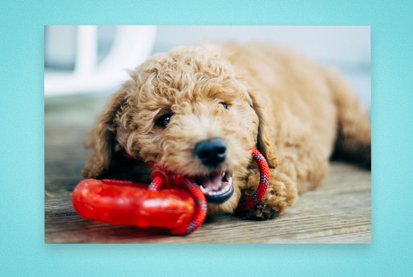 Un chiot brun mignon joue avec un jouet à mâcher rouge