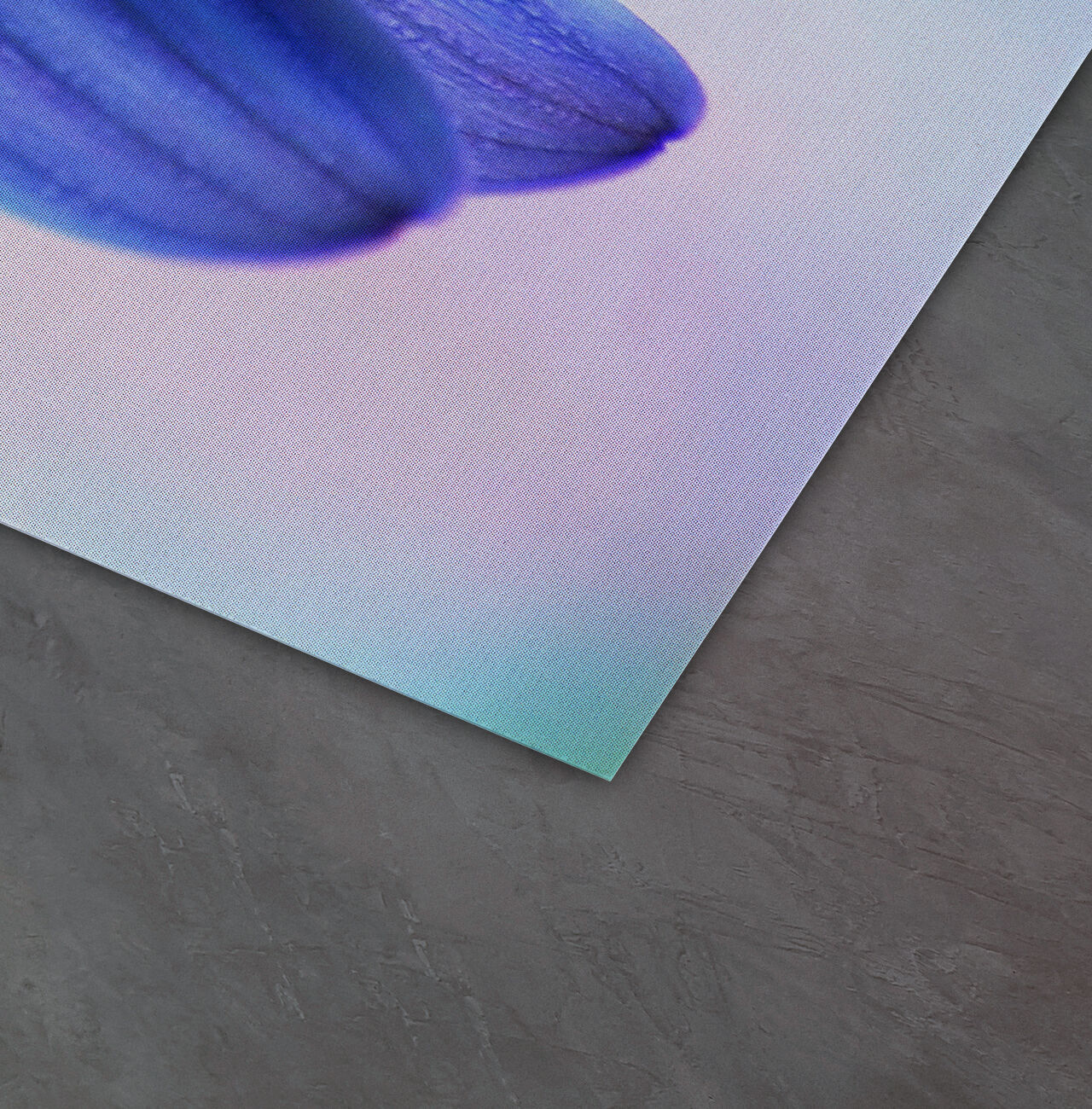 Gros plan d’une fleur bleue avec des pétales délicats sur un fond doux et flou.