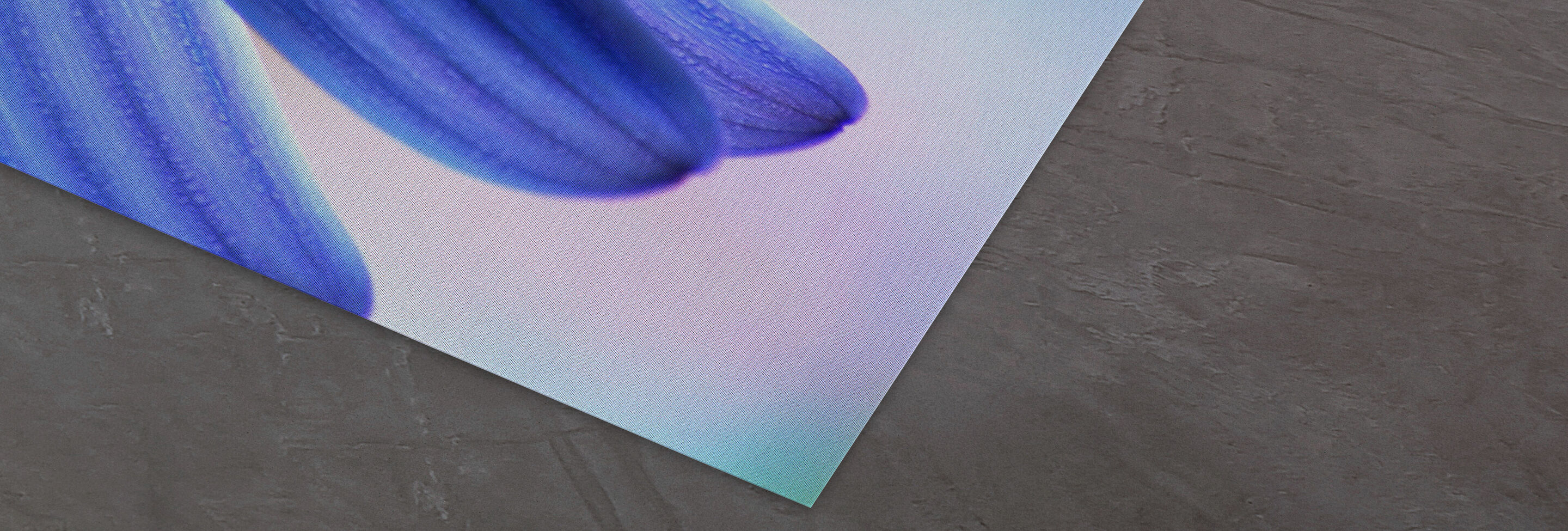 Gros plan sur des pétales bleus délicats sur un fond doux.