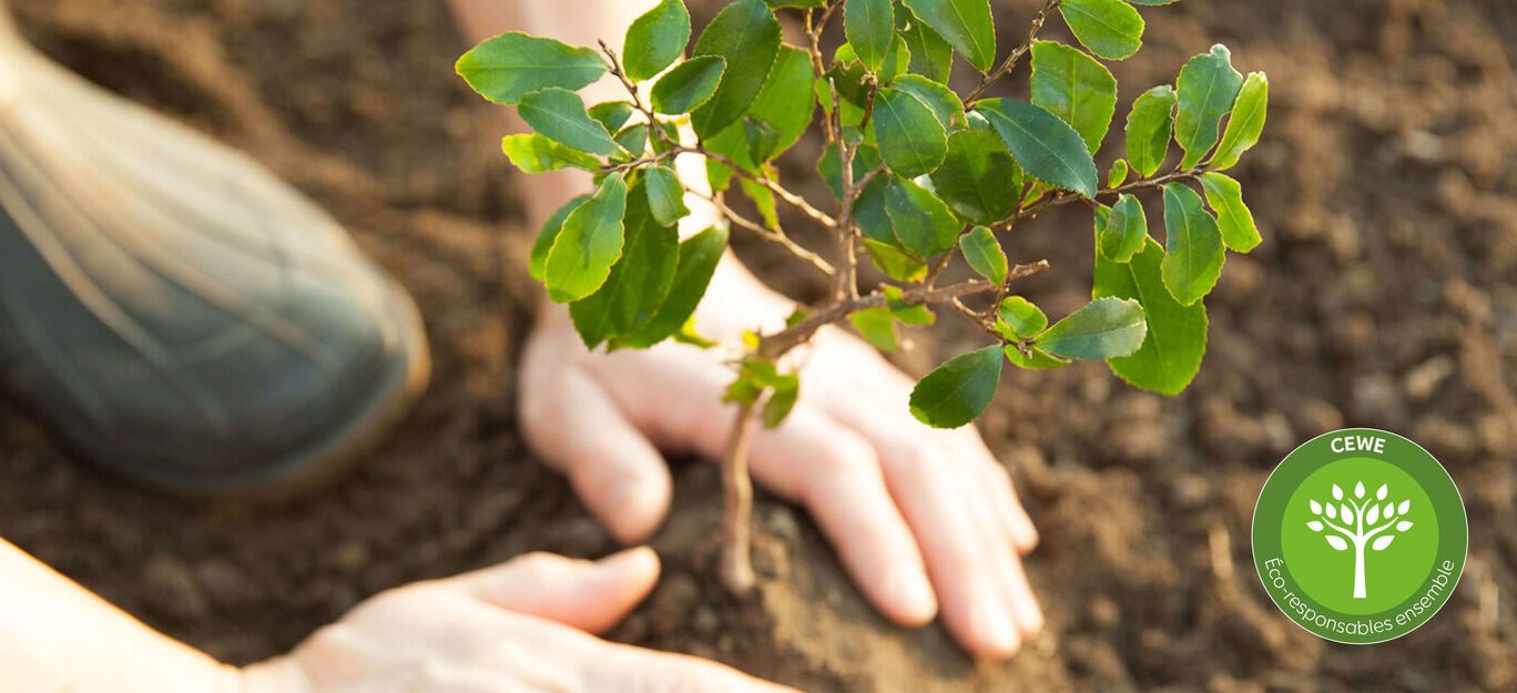 Des mains plantent un petit arbre dans le sol